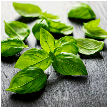 Basil flavour oilsoluble